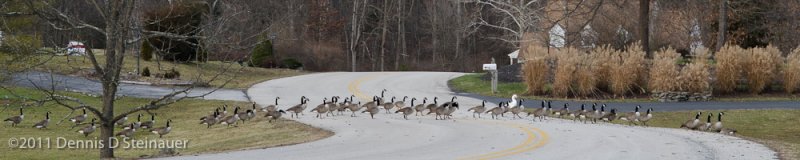 Goose, goose, goose, ... Snow Goose?<br><font size=3>ds20111230-0043w.jpg</font>