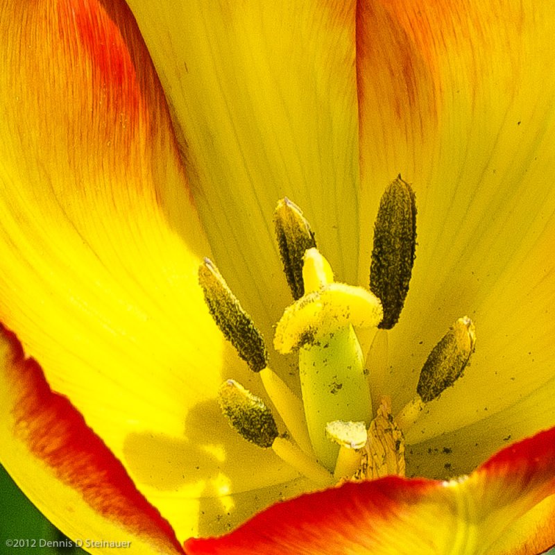 5/08/2012 - Tulip Confidential<br><font size=3>ds20120506-0200w.jpg</font>