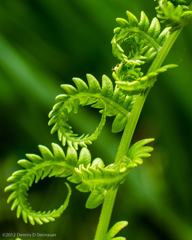 5/06/2012 - Dragons Tails<br><font size=3>ds20120506-0209w.jpg</font>