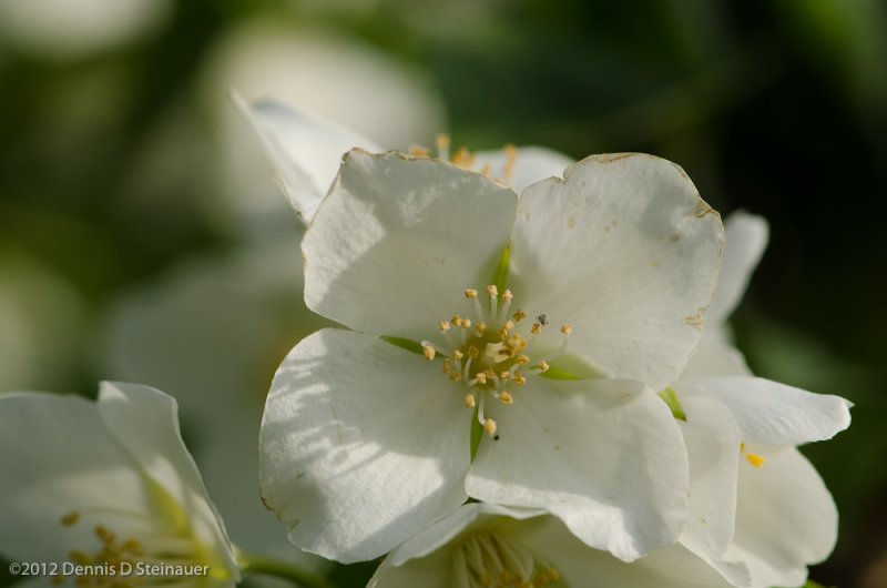 ds20120512-0152w.jpg