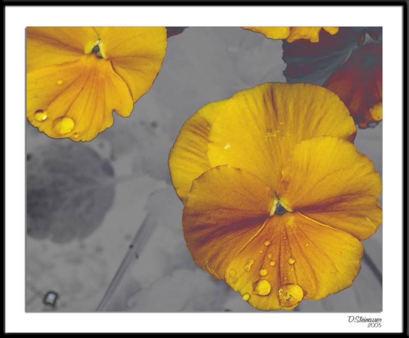 ds20051109_0042a3wF Pansy.jpg