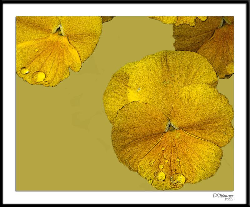 ds20051109_0042a5wF Pansy.jpg