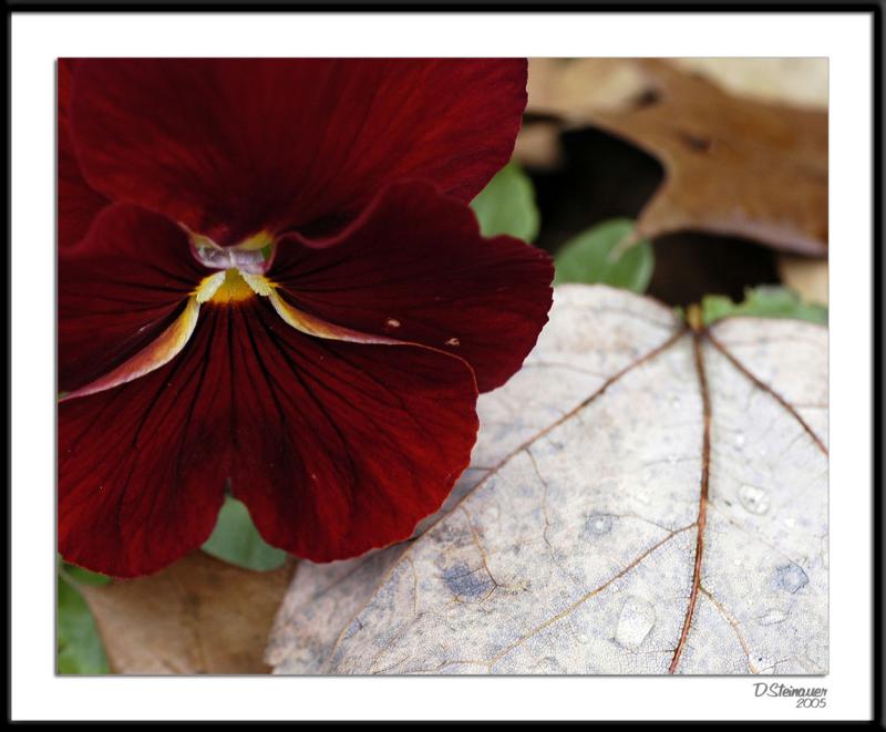ds20051109_0016a1wF Pansy-Leaf.jpg