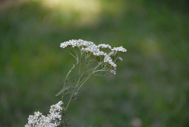 ds20060716_0067(p).jpg
