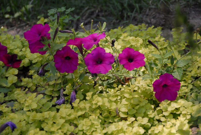 ds20060716_0073(p).jpg