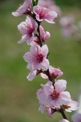 3/23/2012 - Early Blossomsds20120323-0009w.jpg