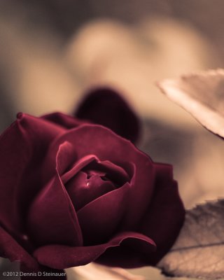 5/13/12 - Melancholy  Rose?ds20120512-0041w.jpg