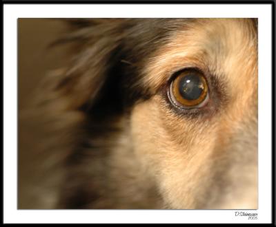 11/07/05 - In a Dog's Eyeds20051108_0004awF Airlie Eye.jpg