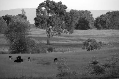 ds20060603_0084a2w Afternoon Pasture.jpg