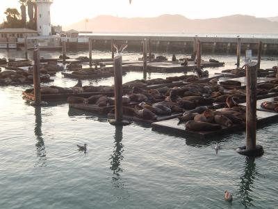 California Sea Lions