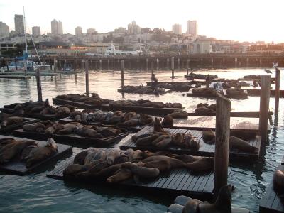 Sea Lions and SF View