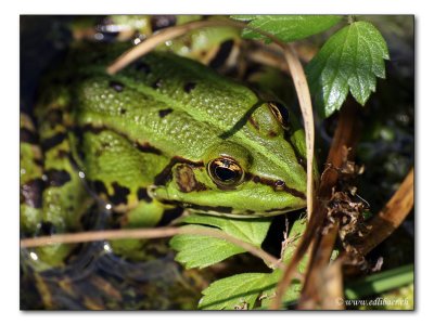 Wasserfrosch / water frog (1257)