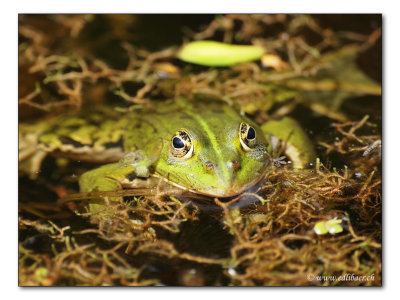 Wasserfrosch / water frog (1227)