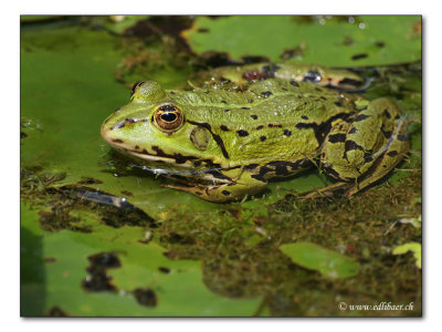 Wasserfrosch / water frog (1254)