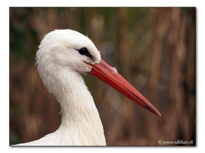 Storch / white storck / Ciconia ciconia (0616)