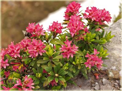 Rostblaettrige Alpenrose / Rhododendron ferrugineum / Alpine Rose