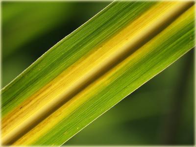 Bambusblatt / Bamboo leaf