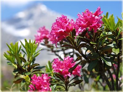 Rostblaettrige Alpenrose / Rhododendron ferrugineum / Alpine Rose
