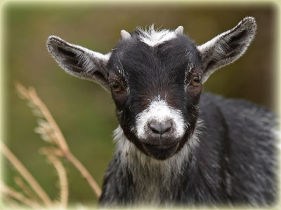 Geisslein / little goat