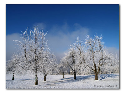 wintry grove / winterliche Baumgruppe