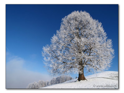 Trees in winter / Baeume im Winter