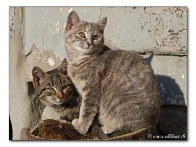 young cats / junge Katzen