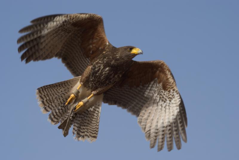 hawkACR3.4neutral-1.jpg