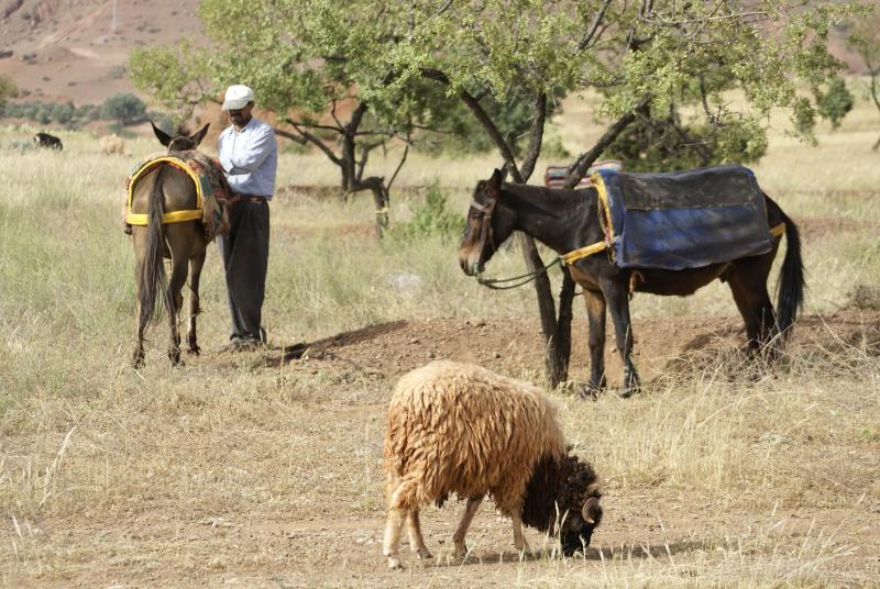 aRGB 75-300 focus on sheep.JPG