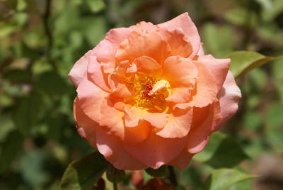 rose using 18-70.JPG