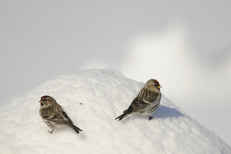 SIZERIN FLAMME  ( Common Redpoll )