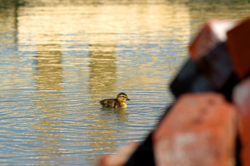 CANARD COLVERT / MALLARD