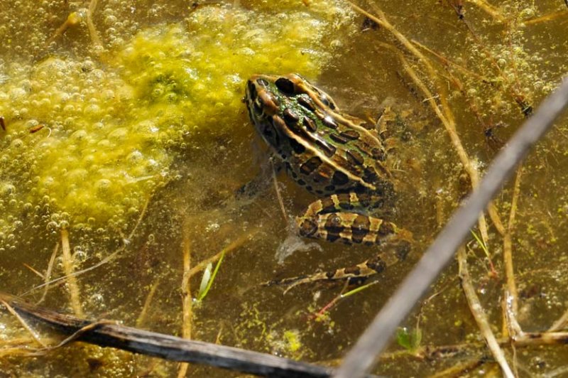 Rana pipiens / GRENOUILLE LOPARD