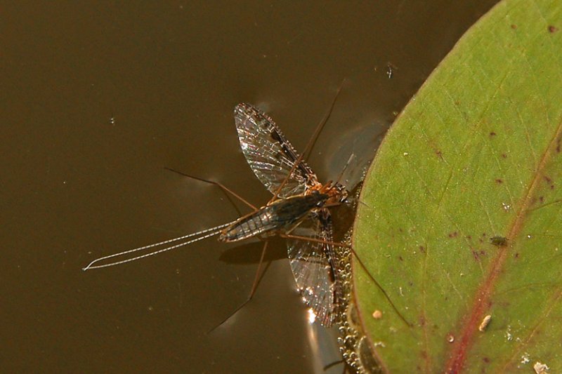 GERRIS / WATER GLIDER sur PHMRE