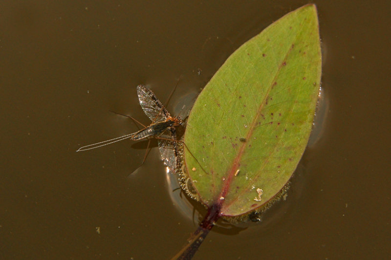 WATER GLIDER / GERRIS sur PHMRE