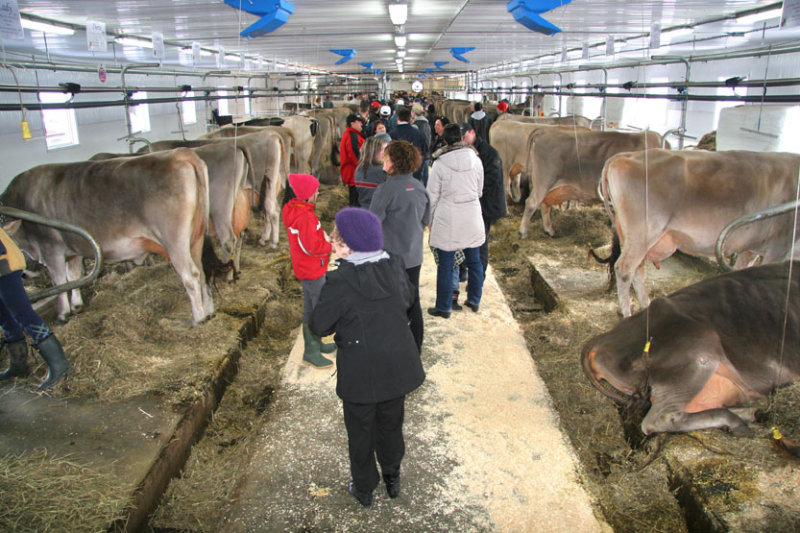 Vache Brown Heaven