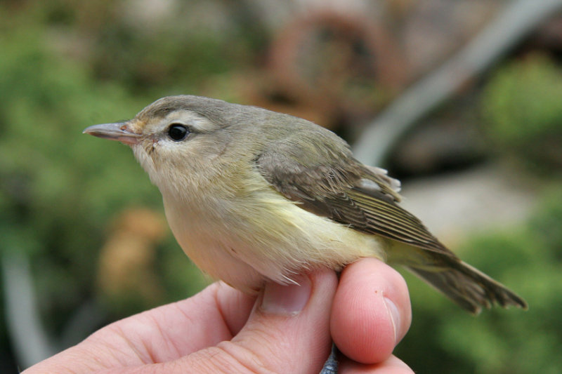 Viro mlodieux / WARBLING VIREO