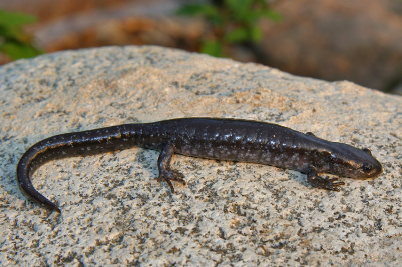 Blue-spotted Salamander