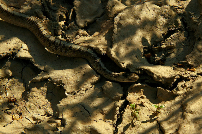 COULEUVRE BRUNE / NORTHERN BROWNSNAKE