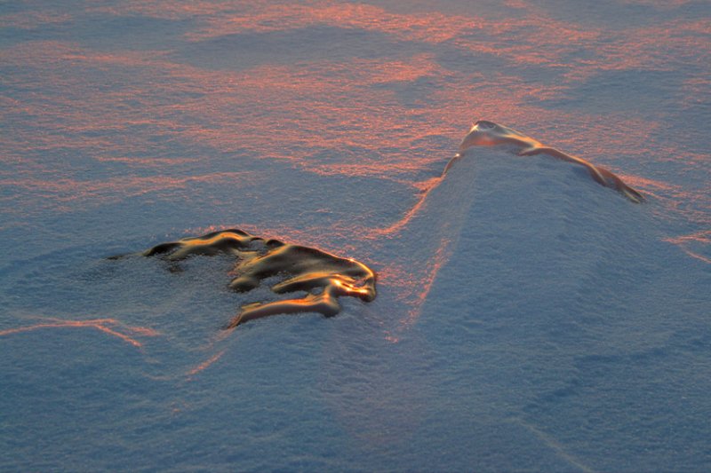 FOSSILES GLACIALS