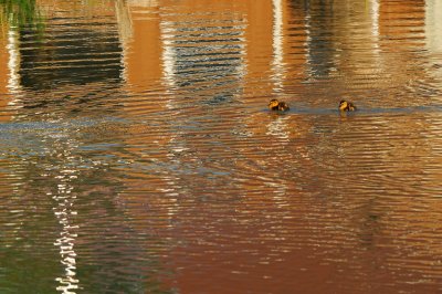 MALLARD / CANARD COLVERT 