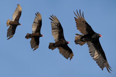 Turkey vulture / Urubu  tte rouge PiJoly