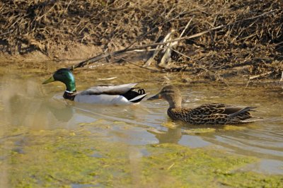 Canard colvert  / Mallard ( M-F )