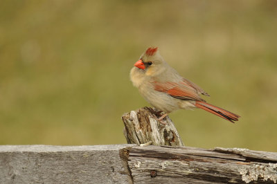 Northern Cardinal  / Cadinal rouge  ( F )