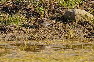 Common Snipe / Bcassine des marais