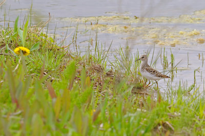 Pectoral Sandpiper / Bcasseau  poitrine cendre