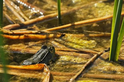 GRENOUILLE VERTE / RANA GREEN