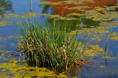 Touladon de Scirpe cespiteuse / Bulrush /  Eleocharis palustris