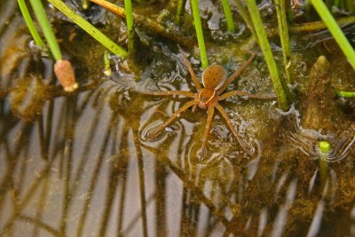 Dolomedes triton / Six-spotted Fishing Spider