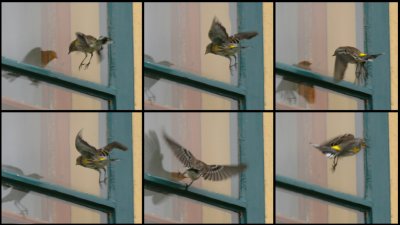 Paruline  croupion jaune - Yellow rumped warbler