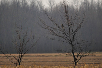 COOPER'S HAWK / EPERVIER DE COOPER